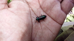 Strongylium auratum
