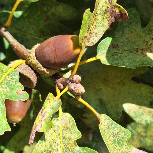 Image of Quercus dalechampii by (c) Marek Hrušovský, some rights reserved (CC BY)