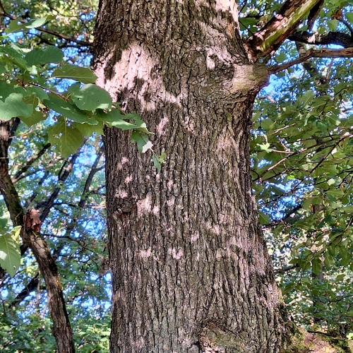 Image of Quercus dalechampii by (c) Marek Hrušovský, some rights reserved (CC BY)