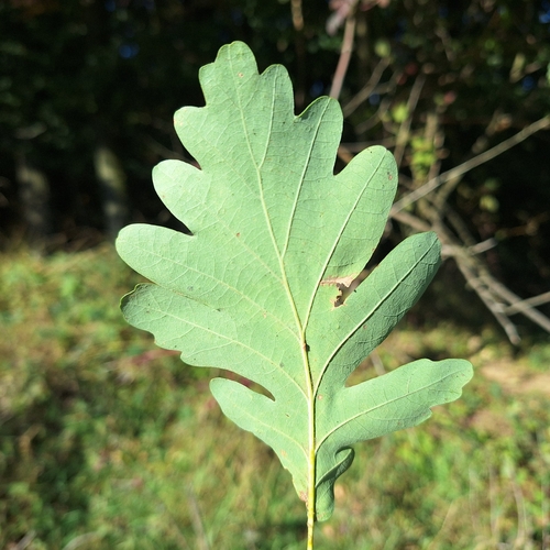 Image of Quercus dalechampii by (c) Marek Hrušovský, some rights reserved (CC BY)