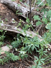 Galium mexicanum