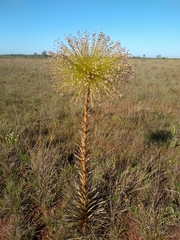 Paepalanthus chiquitensis