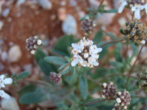 Image of Phyllopodium namaense by no rights reserved