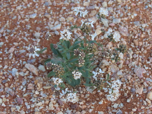 Image of Phyllopodium namaense by no rights reserved