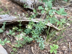 Galium mexicanum