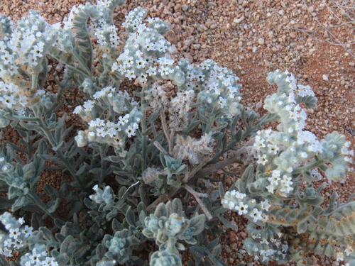 Image of Heliotropium tubulosum by no rights reserved
