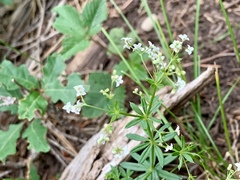 Galium mexicanum