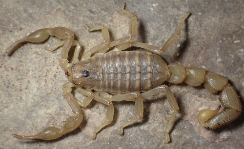 Mesobuthus persicus