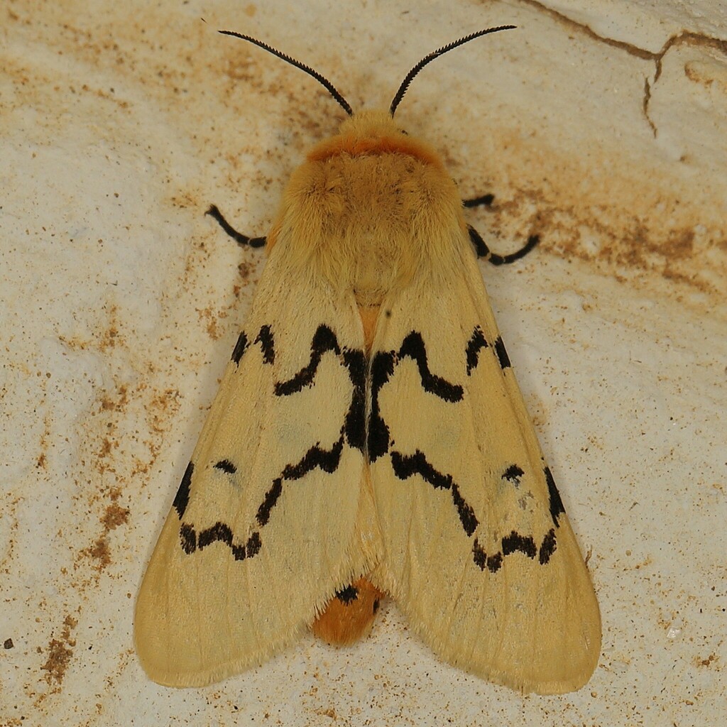 Leucaloa butti
