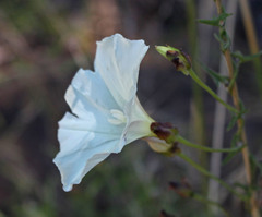 Calystegia macrostegia tenuifolia