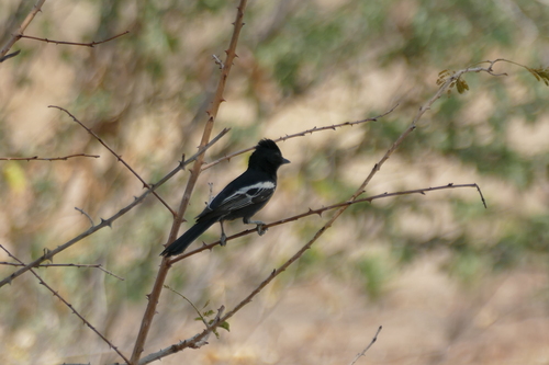 iNaturalist image
