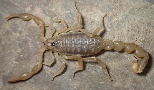 Mesobuthus persicus