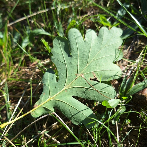 Image of Quercus dalechampii by (c) Marek Hrušovský, some rights reserved (CC BY)