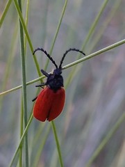 Macrolygistopterus rubripennis