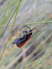 Macrolygistopterus rubripennis
