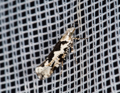 Ypsolopha sequella