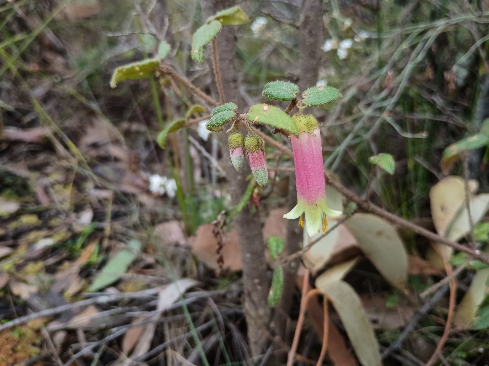 Hairy Correa (Correa aemula)