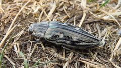 Chalcophora mariana