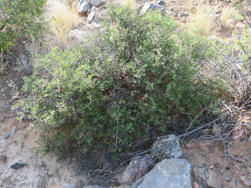 Image of Carissa haematocarpa by no rights reserved