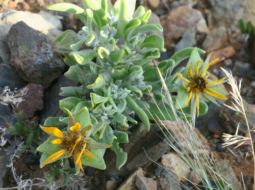 Image of Grey Dune Saladbush (Didelta carnosa) by no rights reserved