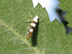 Argyresthia brockeella