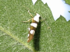 Argyresthia brockeella