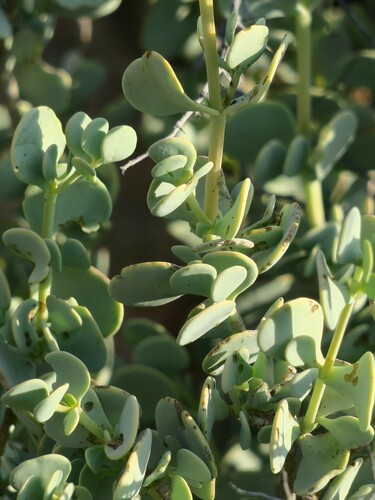 Image of Tetraena prismatocarpa by no rights reserved