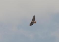 Buteo jamaicensis fumosus