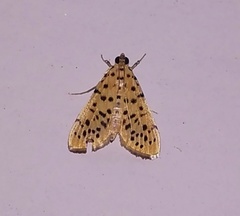 Conogethes