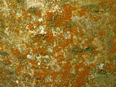 Trentepohlia umbrina