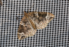 Eulithis prunata