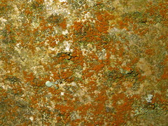 Trentepohlia umbrina