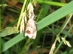 Notocelia uddmanniana