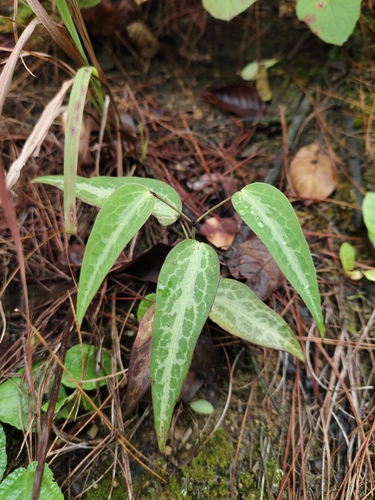 Clematis uncinata iNat (1)
