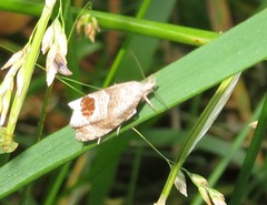 Notocelia uddmanniana