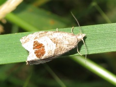 Notocelia uddmanniana