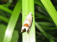 Notocelia uddmanniana