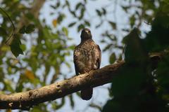 Buteo jamaicensis fumosus