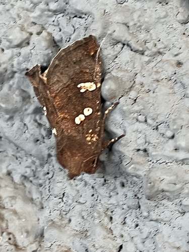 Meadow Rue Borer Moths photo 5