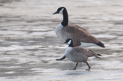 Branta hutchinsii hutchinsii