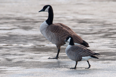 Branta hutchinsii hutchinsii