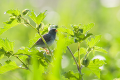 Rhopospina alaudina