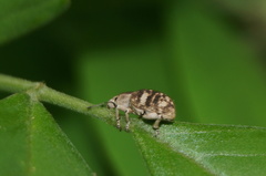 Eudiagogini