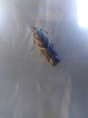 Nyctegretis lineana