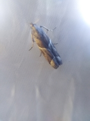 Nyctegretis lineana