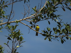 Myiozetetes cayanensis