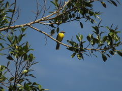 Myiozetetes cayanensis