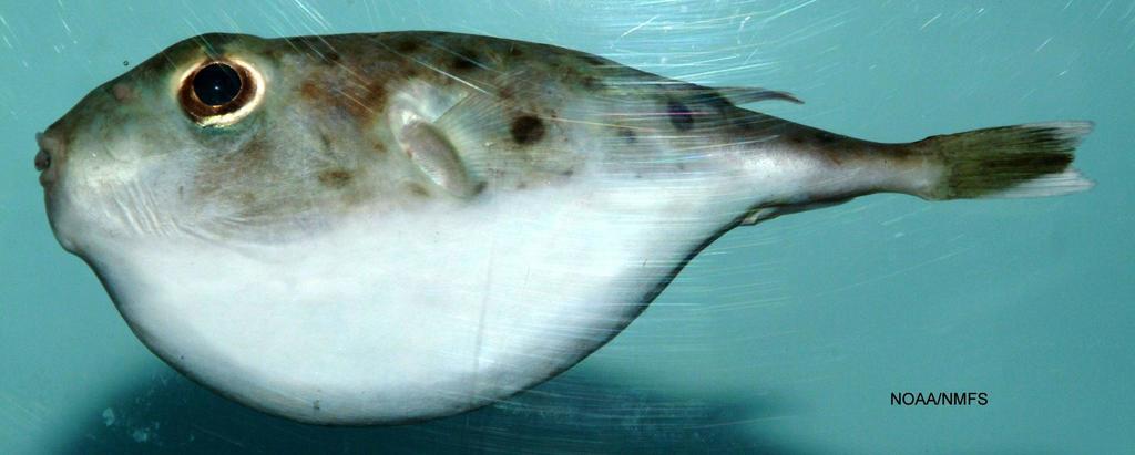 Blunthead Puffer