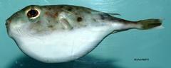 Blunthead Puffer photo 2