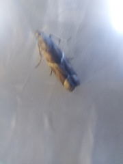 Nyctegretis lineana